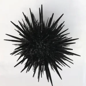 Rock burrowing urchin (Echinometra Mathaei)