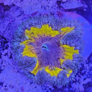 Rock Flower Anemone (Epicystis crucifer) – Ultra