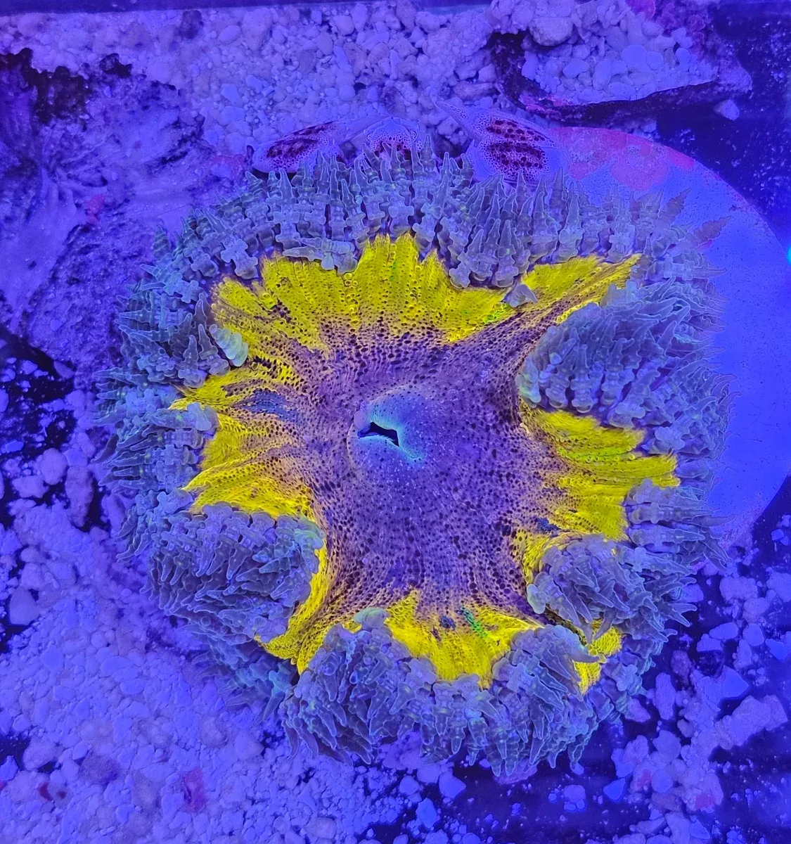 Rock Flower Anemone (Epicystis crucifer) – Ultra