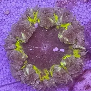 Rockflower Anemone (Epicystis crucifer)