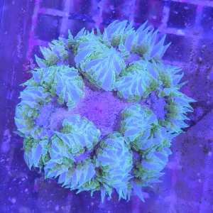 Rockflower Anemone (Epicystis crucifer) Premium