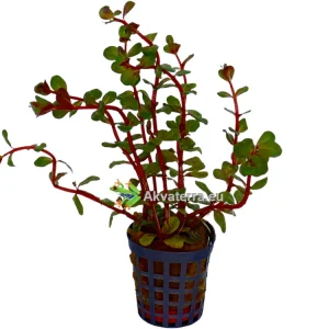 Rotala “Blood Red” – Rotala
