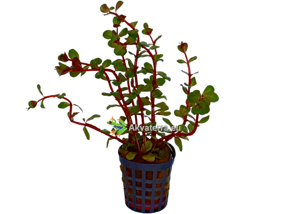 Rotala “Blood Red” – Rotala
