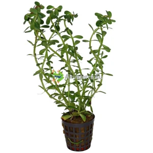 Rotala indica – Rotala