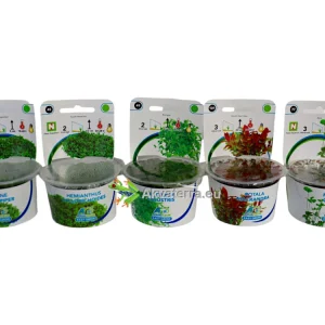 Rotala macrandra (In Vitro) – Rotala