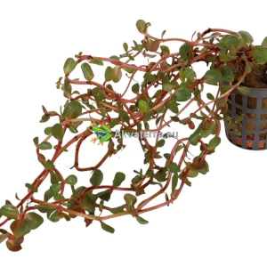 Rotala sp. “Orange Juice” – Rotala