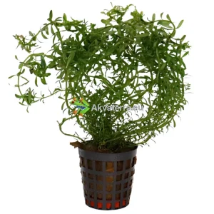 Rotala wallichii – Hapsurotala