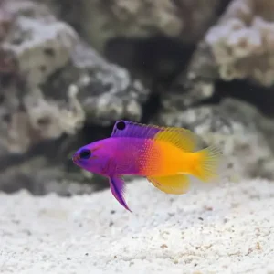 Royal Gramma Basslet (Gramma loreto)