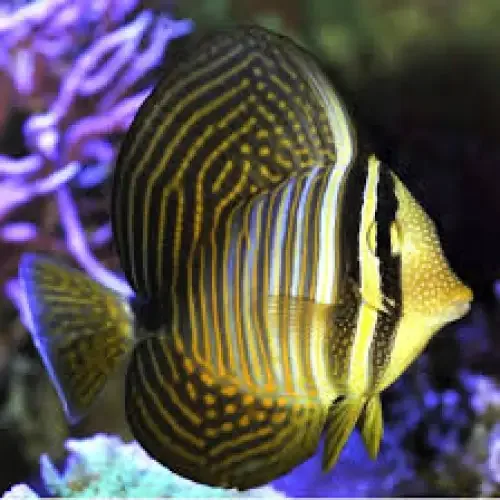 Sailfin Tang (Zebrasoma desjardinii) (L)