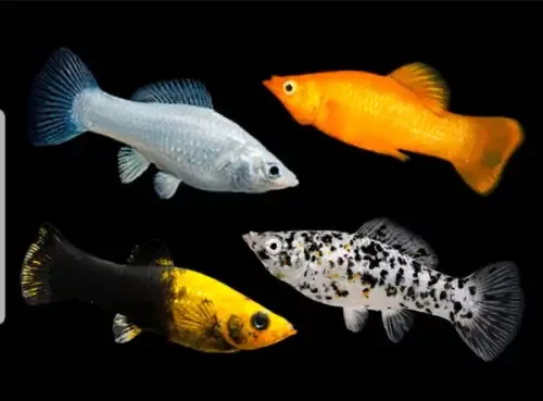 Saltwater-Acclimated Molly — Poecilia spp. (Dalmatian, Yellow, Black, Orange)