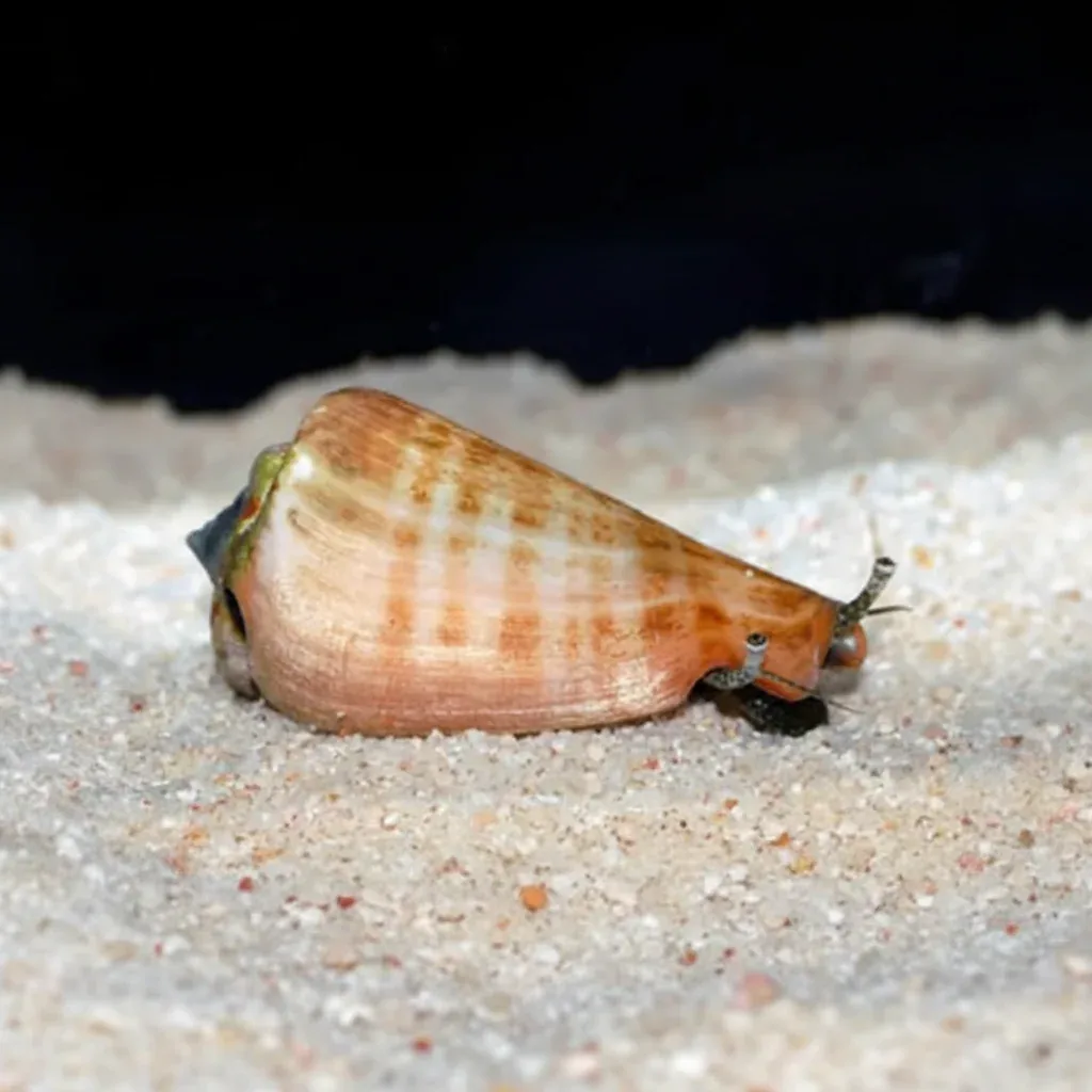 Sand Sifting Strawberry Conch (Conomurex luhuanus) (M-L)