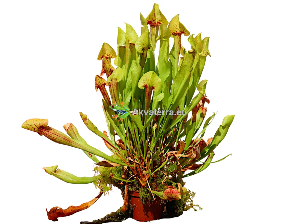 Sarracenia xcatesbaei – Tötterölehti (35cm)