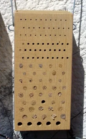 Schwegler Hardwood Insect Block, hyönteishotelli
