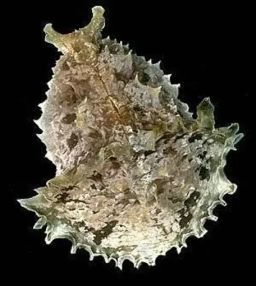 Sea Hare (Dolabella auricularia) L