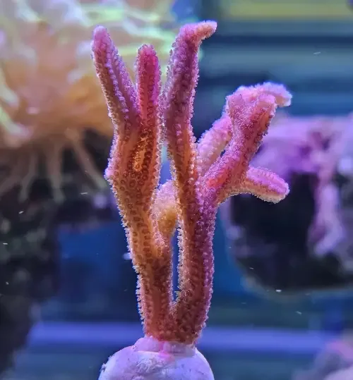 Seriatopora Hystrix Pink