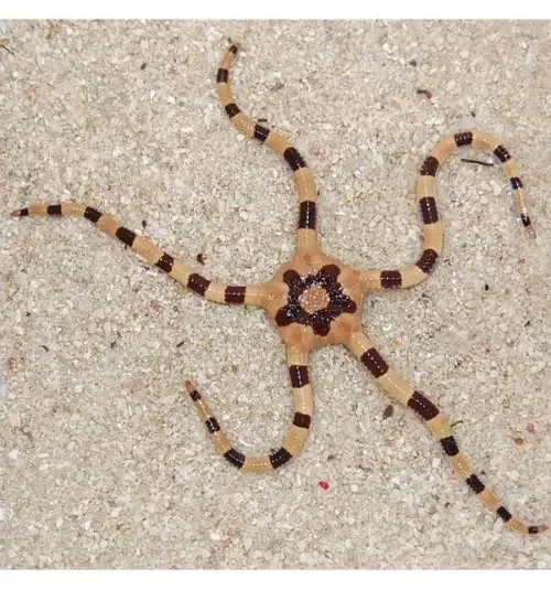 Serpent Starfish – Tiger (Ophiolepis superba)