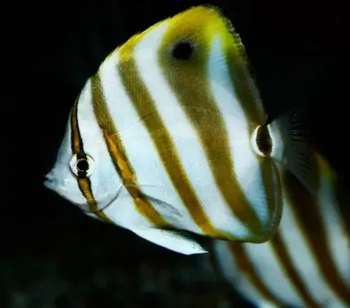 Sixspined Butterflyfish (Parachaetodon ocellatus) (S)