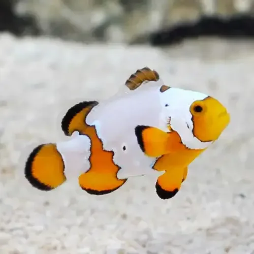 Snowflake Clownfish (Amphiprion ocellaris)