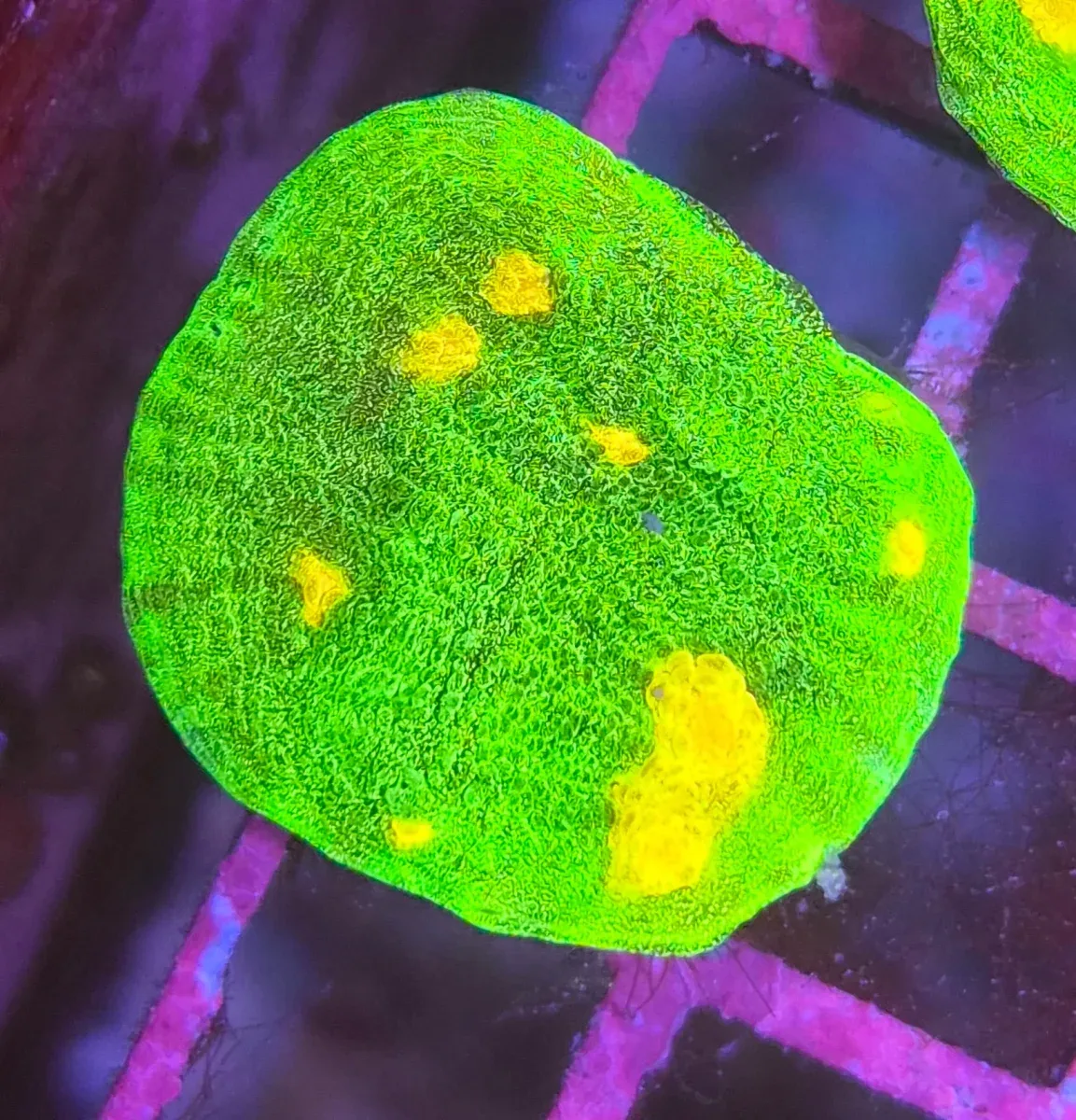 Space Invader Chalise (Mycedium sp.)