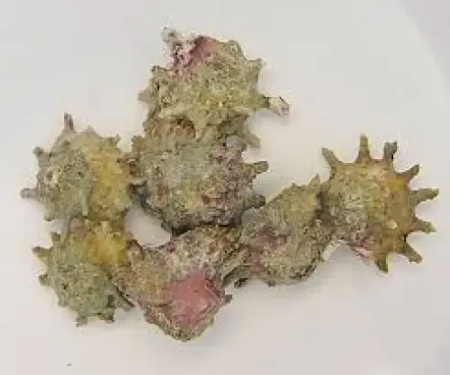 Spiny Star Snail (Astralium calcar)