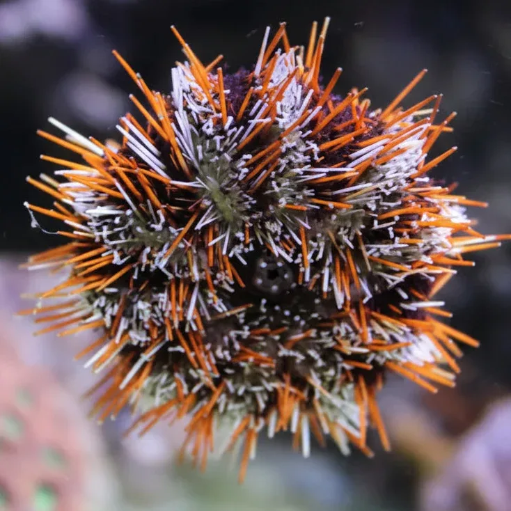 Striped sea urchin (Tripneustes gratilla) L-XL