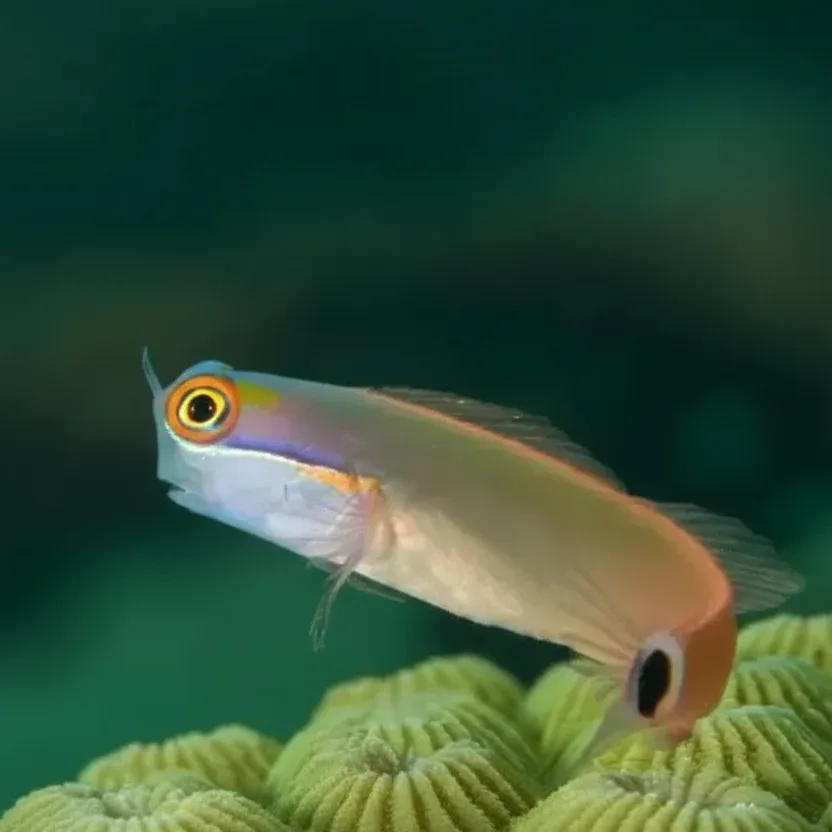 Tailspot blenny (Ecsenius stigmatura)
