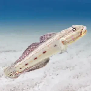 Tear Drop Sleeper Goby (Valenciennea longipinnis)