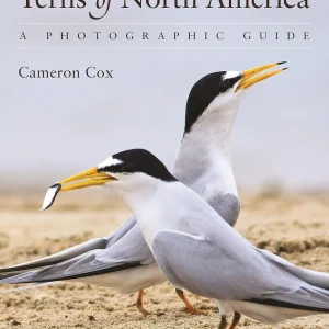 Terns of North America A Photographic Guide – Cameron Cox 2023
