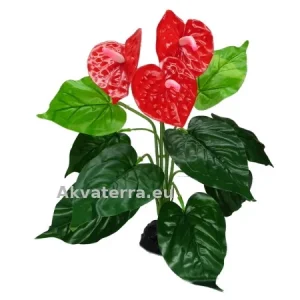 Terraariokasvi Anthurium Bush (Flamingonkukka)