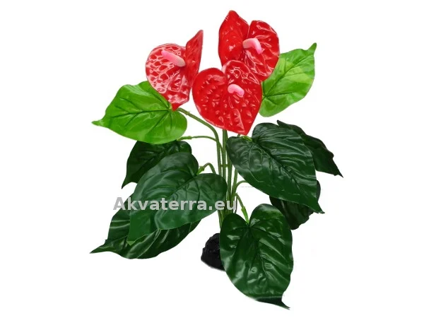 Terraariokasvi Anthurium Bush (Flamingonkukka)