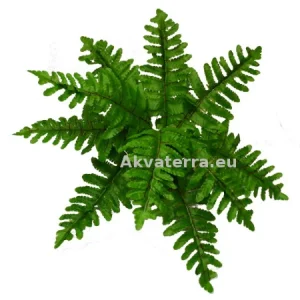 Terraariokasvi Boston Fern (Saniainen) 33cm
