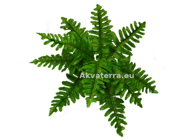 Terraariokasvi Boston Fern (Saniainen) 33cm - Image 2