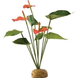 Terraariokasvi Exoterra Anthurium Bush