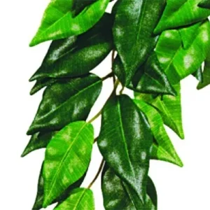 Terraariokasvi Exoterra Ficus L