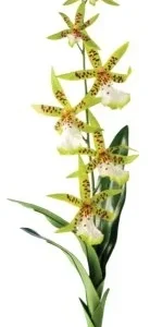 Terraariokasvi Exoterra Spider Orchid