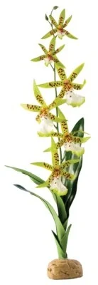 Terraariokasvi Exoterra Spider Orchid - Image 2