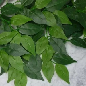 Terraariokasvi Ficus 50cm