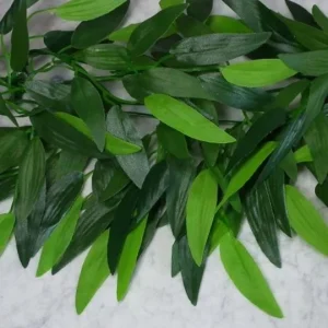 Terraariokasvi Ruscus 50cm