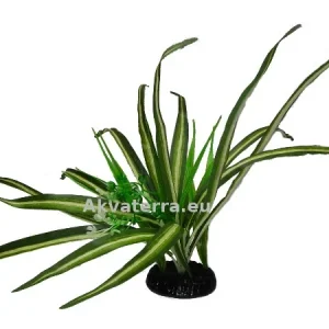 Terraariokasvi Spider Plant (Rönsylilja)
