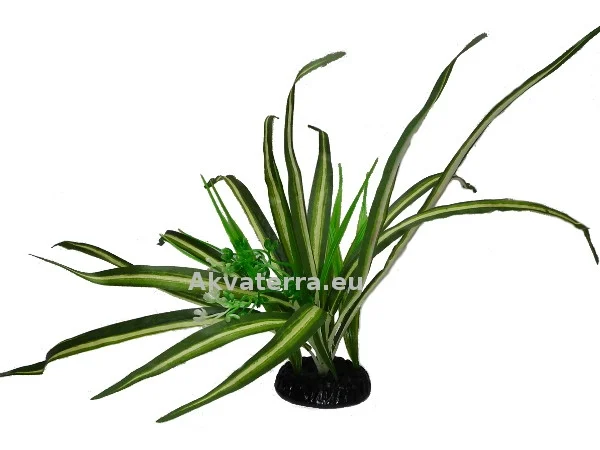 Terraariokasvi Spider Plant (Rönsylilja)
