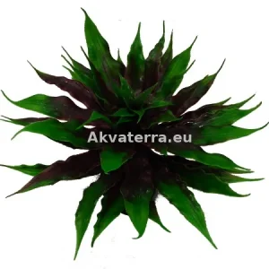 Terraariokasvi Star Cactus vihreä – 10kpl