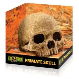 Terraariokoriste Exoterra Primate Skull