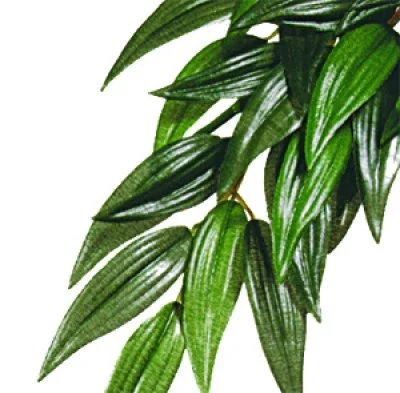 Terraarion tekokasvi Exoterra Ruscus S
