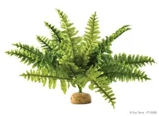 Terraariosaniainen Exoterra Boston Fern S 24cm