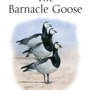 The Barnacle Goose – Jeffrey M. Black 2014