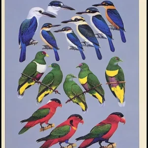 The Birds of Northern Melanesia Speciation, Ecology and Biogeography – Ernst Mayr, Jared M. Diamond 2002
