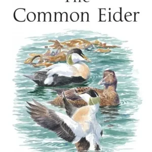 The Common Eider – Waltho 2015