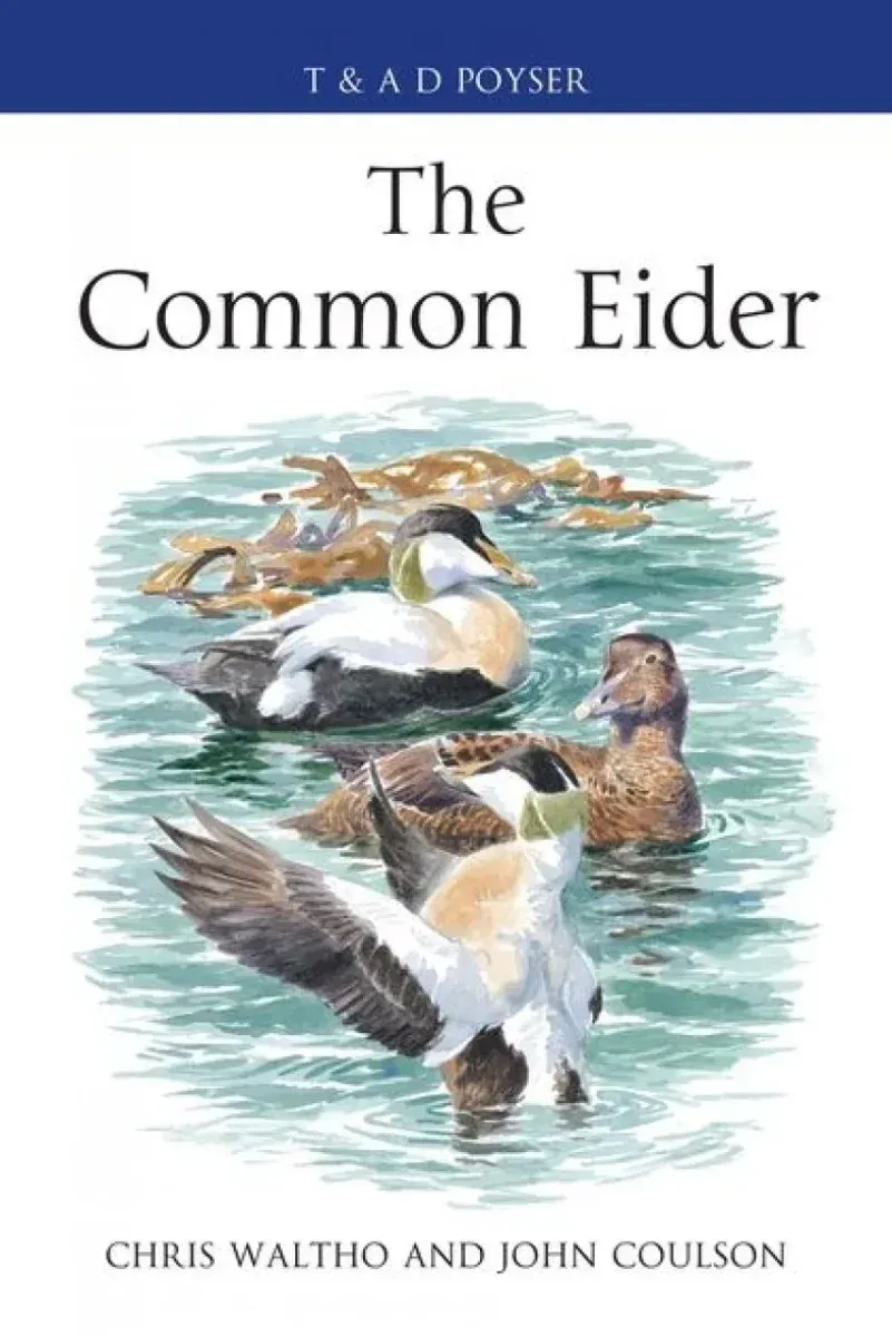 The Common Eider – Waltho 2015