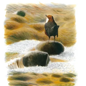 The Dippers – Tyler,S. 2002