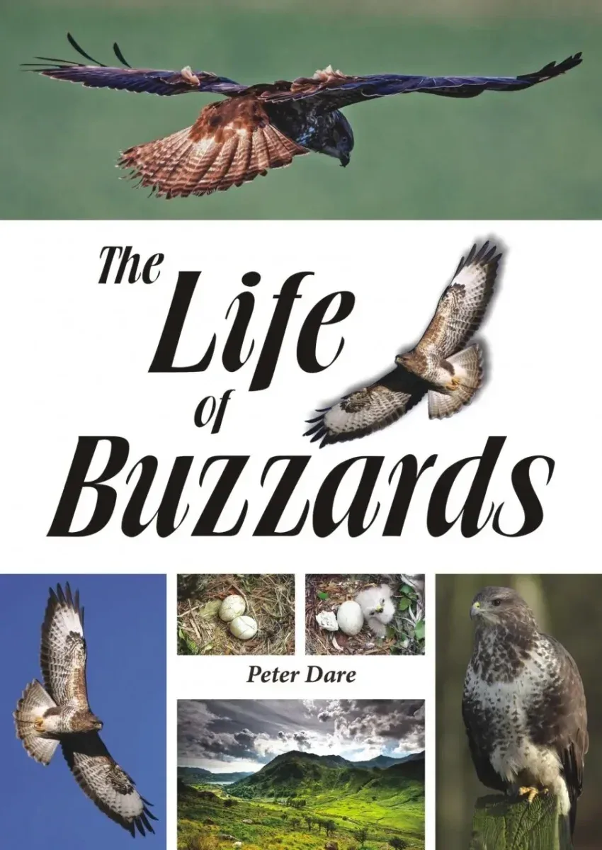 The Life of Buzzards – Peter Dare 2015